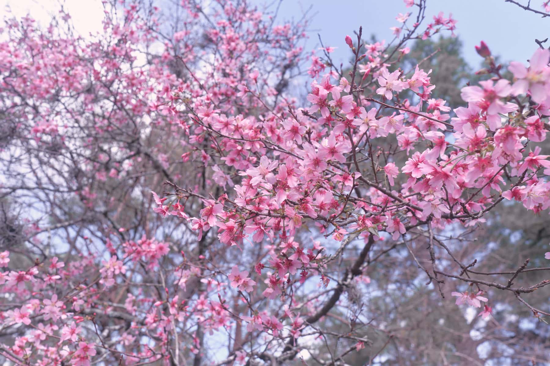 Okame cherry blossom tree with sky in background,