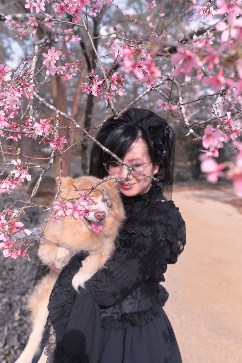 Gothic lolita looking down holding pet pomeranian with cherry blossoms in foreground.