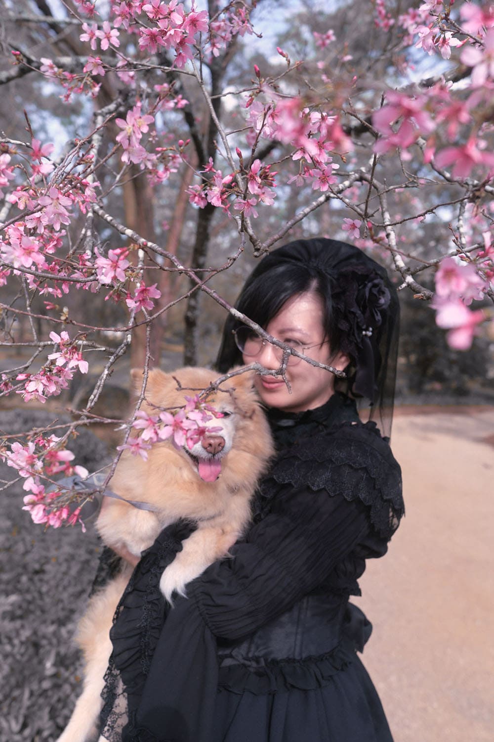 Gothic lolita holding pet pomeranian with cherry blossoms in foreground - 2.