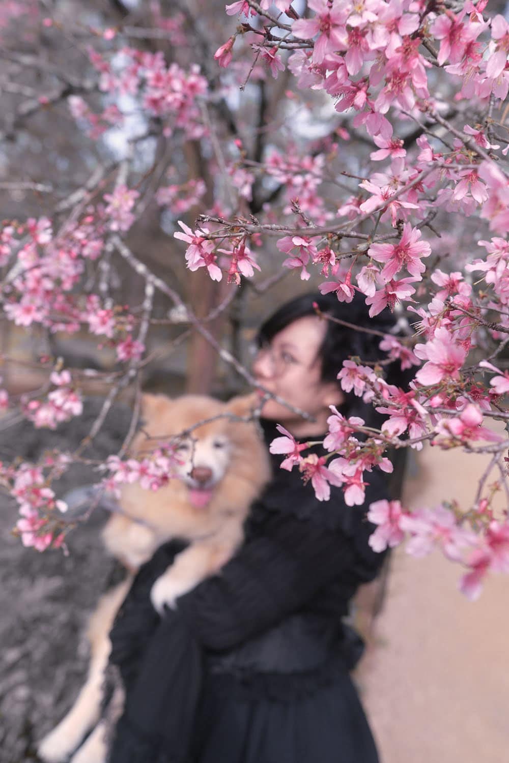 Cherry blossom branches in front of gothic lolita holding pomeranian.