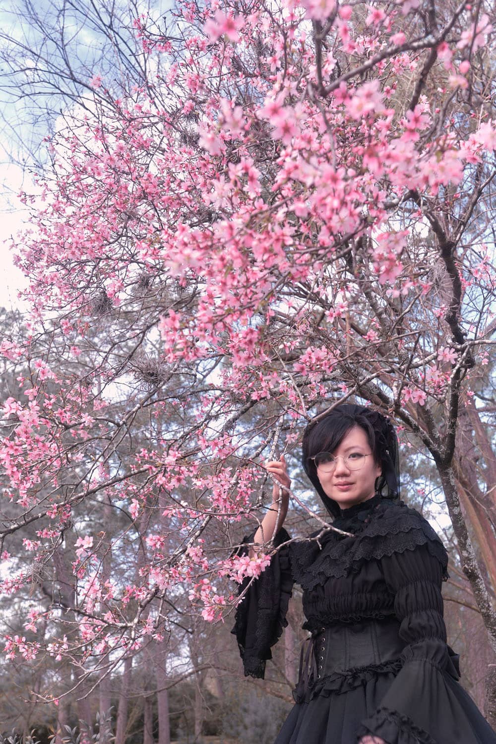 Gothic lolita holding cherry blossom branches in hand.