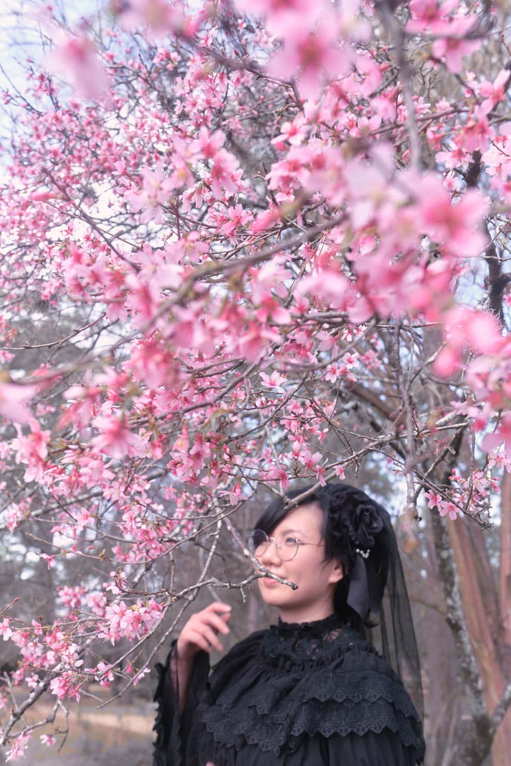 Gothic lolita holding pet pomeranian with cherry blossoms in foreground.