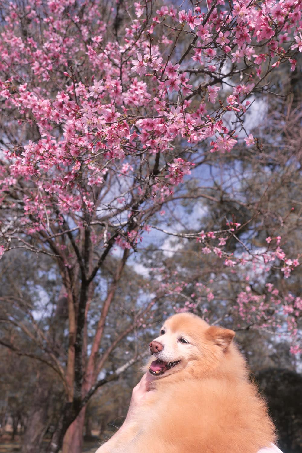 Pomeranian smiling under cherry blossom tree.