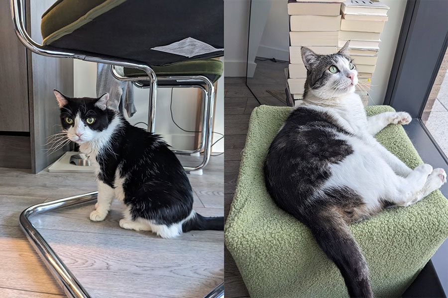 Two cats. The left cat is white and black and sitting under a chair. The right cat is white and brown and laying on an ottoman staring out the window.