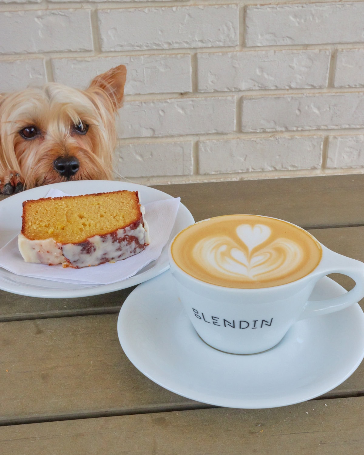 Single origin latte with a load of lemon pound cake while Australian Silky Terrier stares at the cake over the table